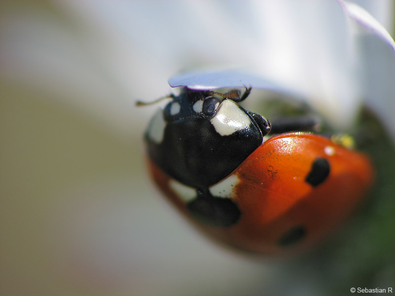 piga_large